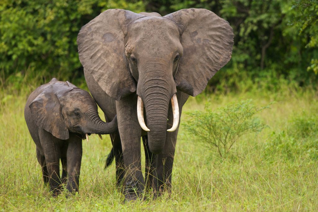 Mamma e piccolo di elefante africano di savana (Loxodonta africana) camminano fianco a fianco