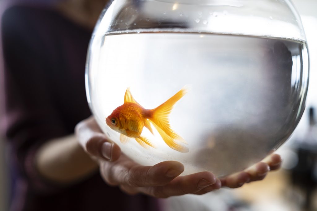 Le bocce di vetro, con le loro pareti curve, sono il posto peggiore in cui tenere un pesce rosso
