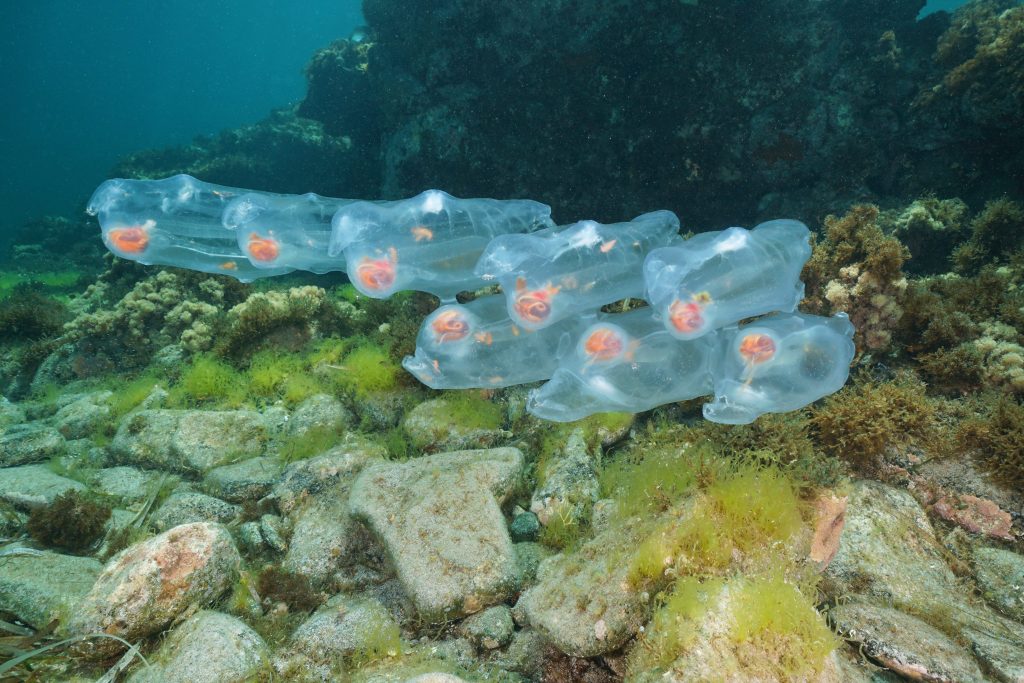 Salpe aggregate nuotano nel Mediterraneo