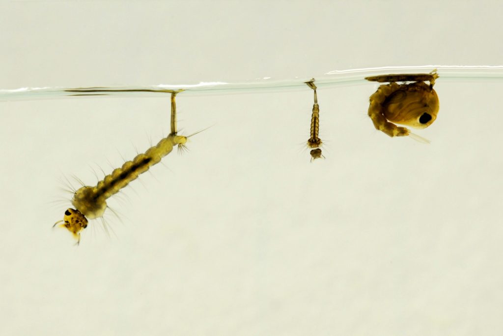 Larve di zanzare a diversi stadi di sviluppo e una pupa (a destra) in acqua