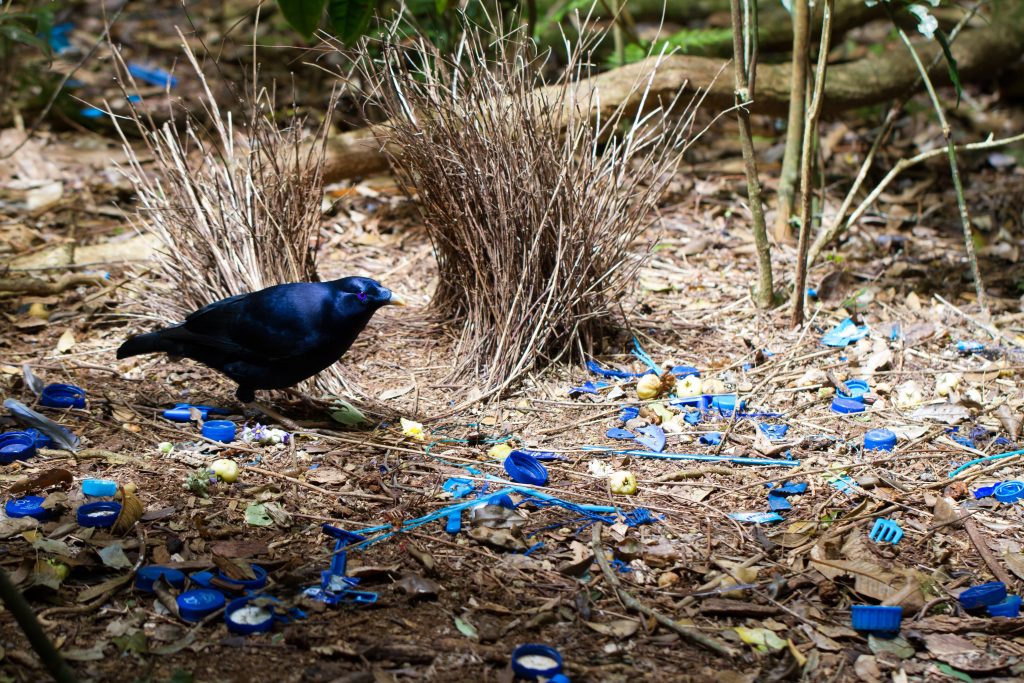 L’uccello giardiniere satinato (Ptilonorhynchus violaceus) ama il blu e raccoglie tappi e altri oggetti di plastica per rendere i suoi pergolati più attraenti per le femmine