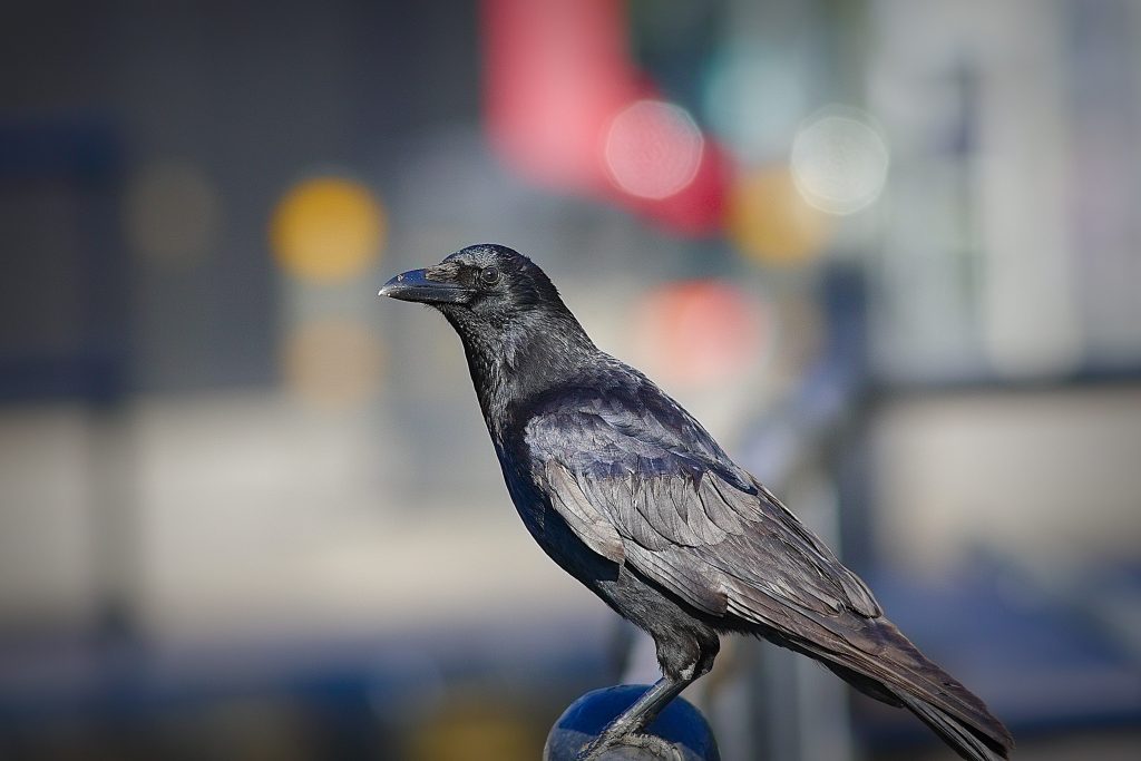 Come le cugine grigie, anche le cornacchie nere si sono adattate alla perfezione alla vita in città
