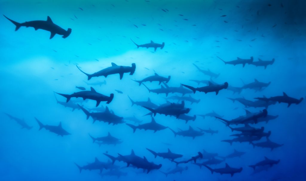 La spettacolare migrazione degli squali martello nell’oceano Pacifico