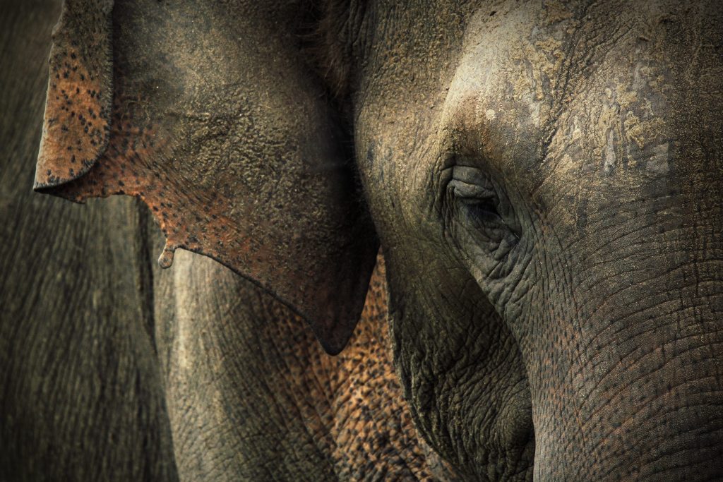 Primo piano di un elefante asiatico (Elephas maximus)
