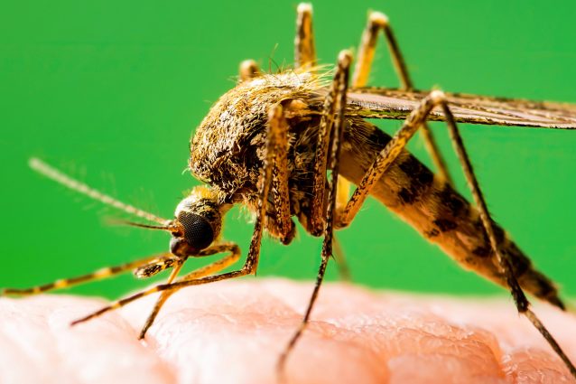 Esemplare di Culex sp.