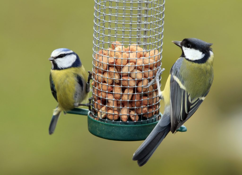 Cinciarella (a sinistra) e cinciallegra (a destra) sono tra i più assidui frequentatori di mangiatoie