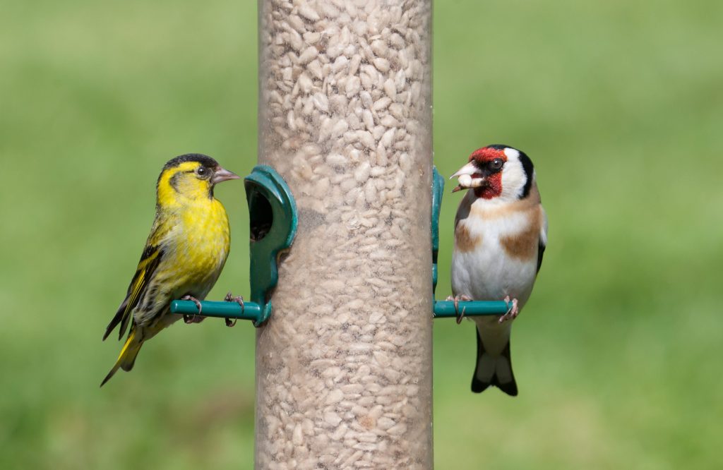 Anche lucherino (a sinistra) e cardellino (a destra) apprezzano il cibo offerto nei nostri giardini