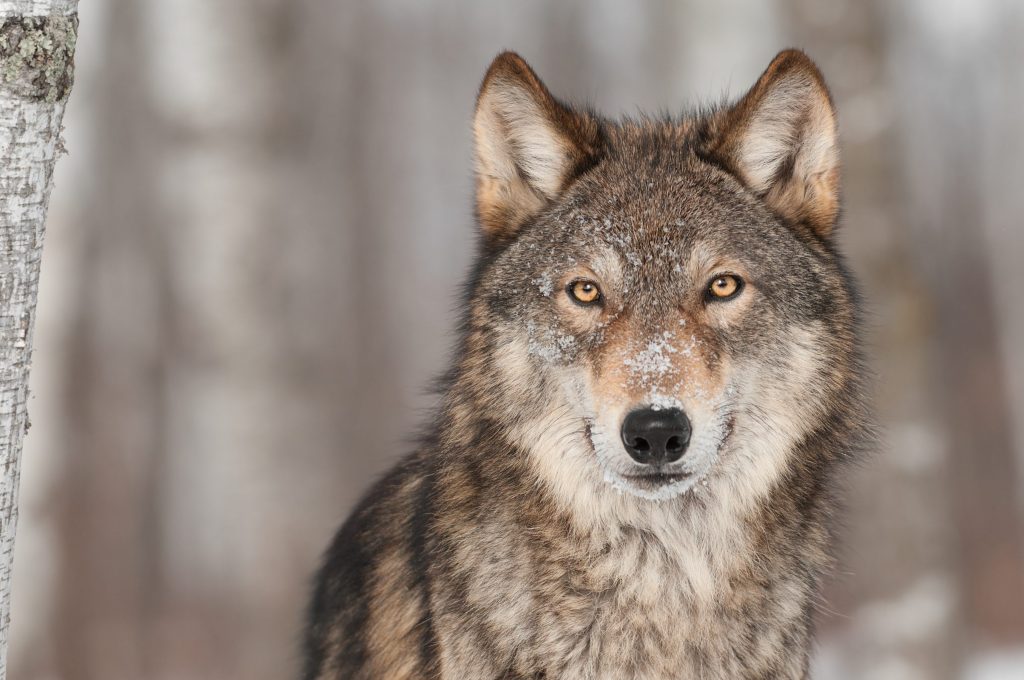 I lupi sono tra gli animali più iconici ma finiscono spesso per essere usati per raccontare storie false che in realtà parlano do noi