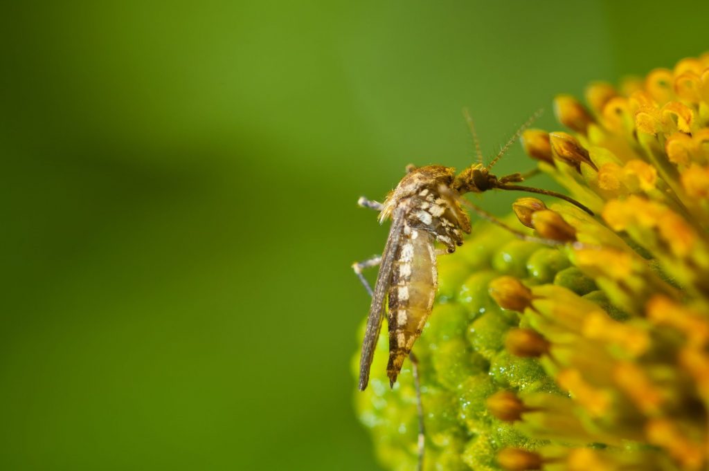 Un maschio di zanzare si nutre del nettare di un fiore. Trasportando il polline da un fiore all’altro contribuirà all’impollinazione