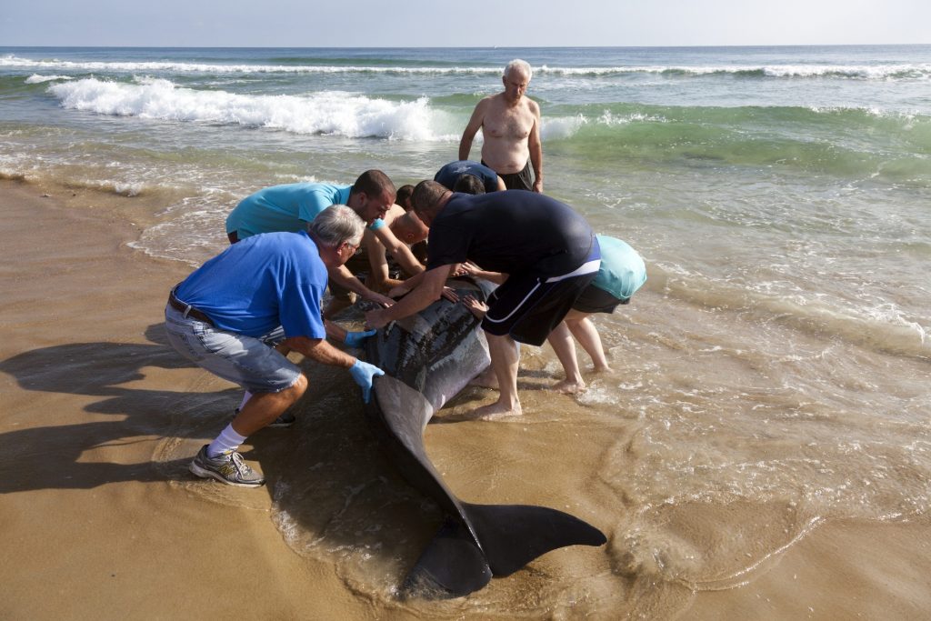 Un gruppo di volontari aiuta un capodoglio (Physeter macrocephalus) arenato nella Carolina del nord nel 2014 a riprendere il largo