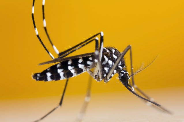 Esemplare di Aedes albopictus