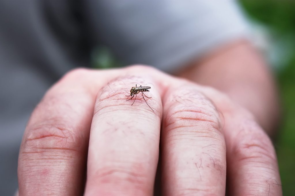 Agendo da vettori inconsapevoli di virus e altri patogeni le zanzare sono gli animali più letali del mondo