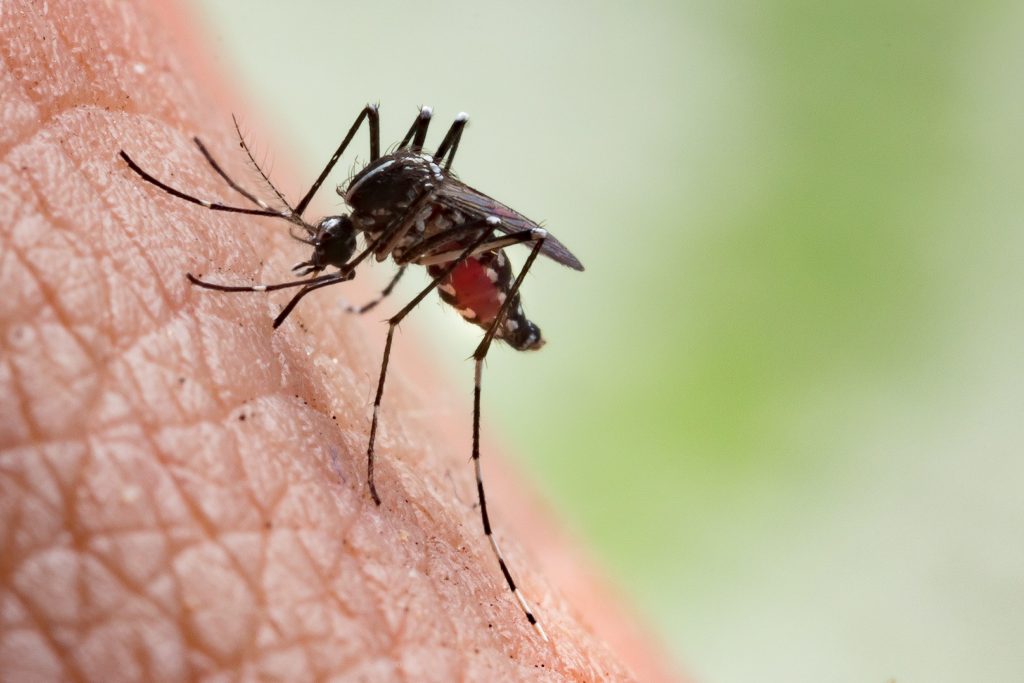 Aedes aegypti mentre punge