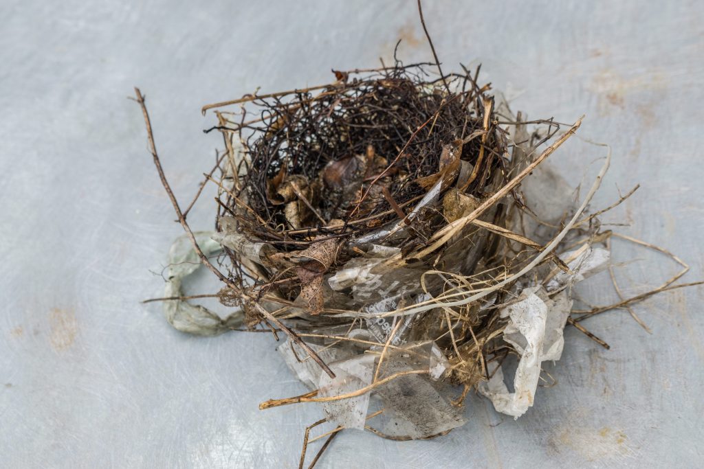 Un classico nido a coppa costruito anche con rifiuti in plastica