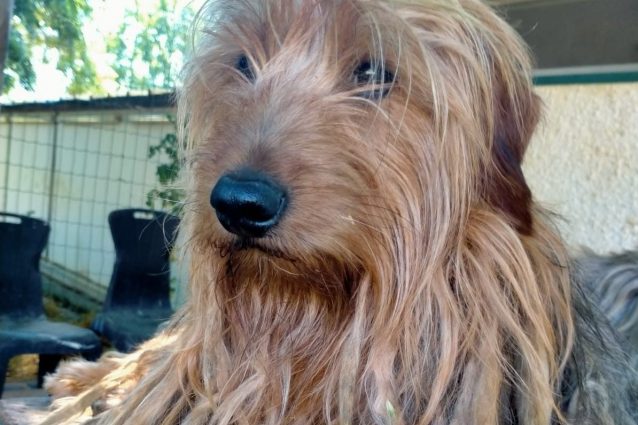 Kiwi al Dog Ranch