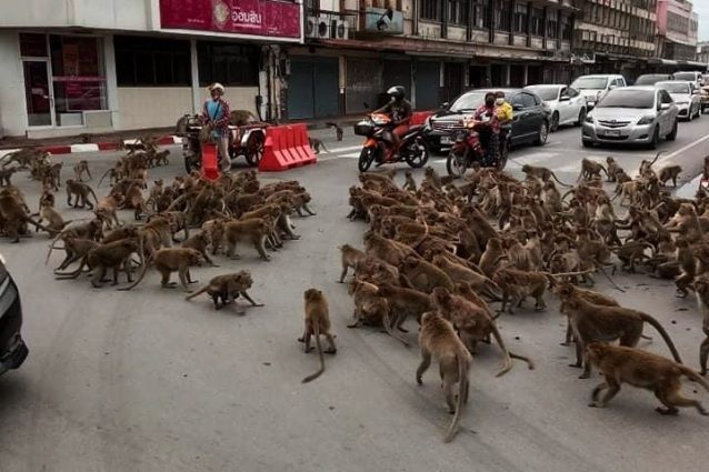 © Wisrut Suwanphak