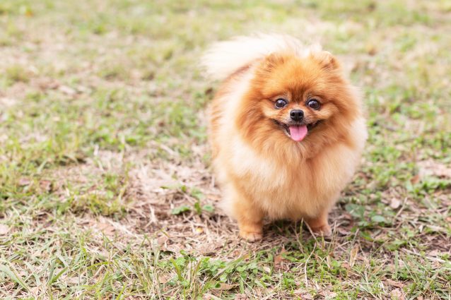 volpino di pomerania