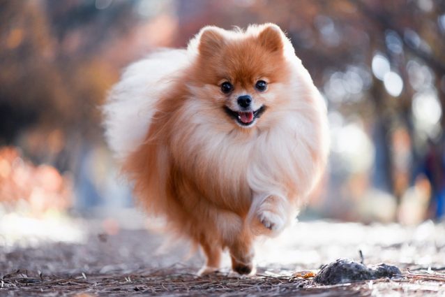 spitz