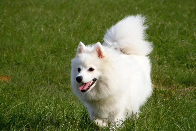 spitz giapponese