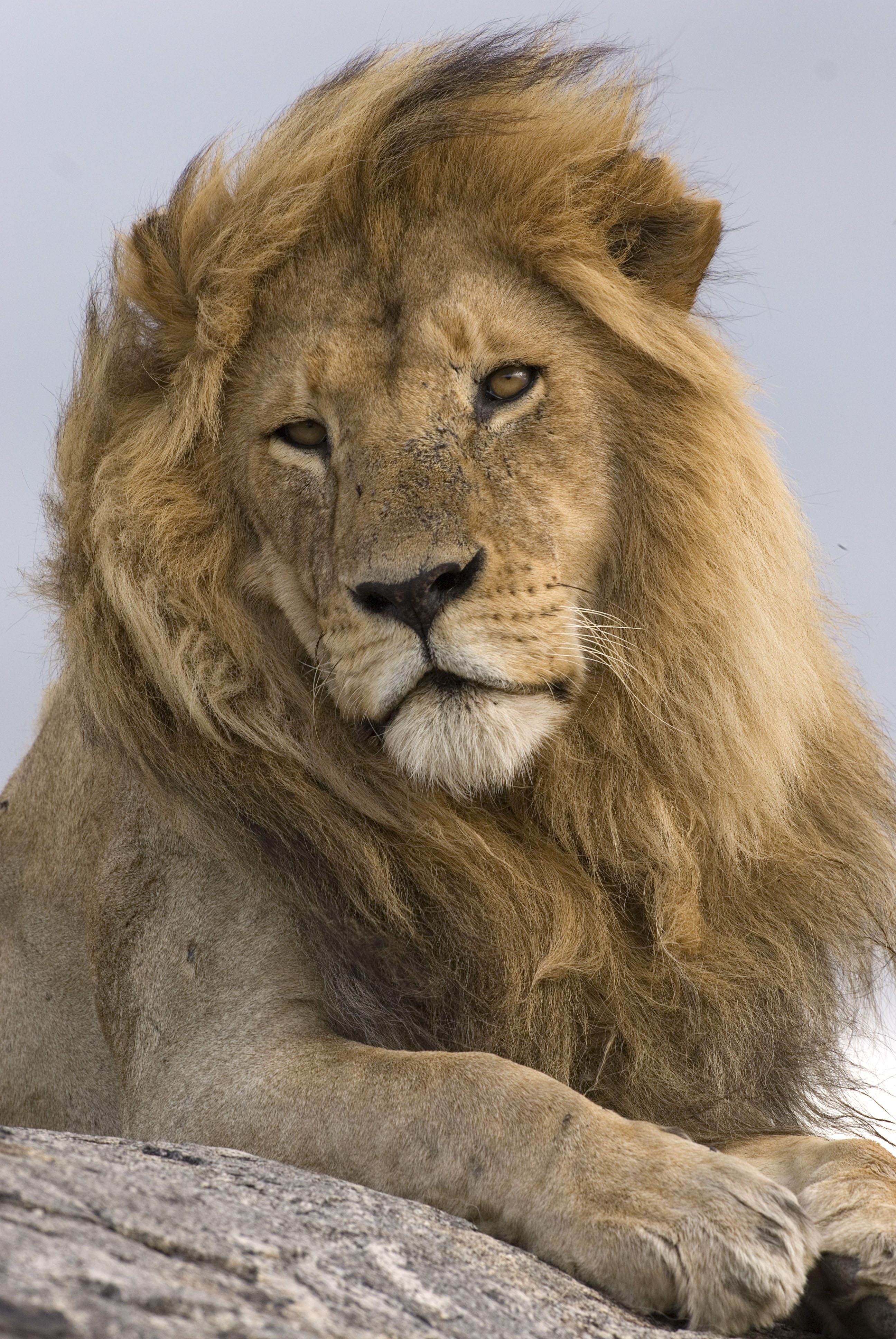 (credits: @SteveMorello per WWF)
