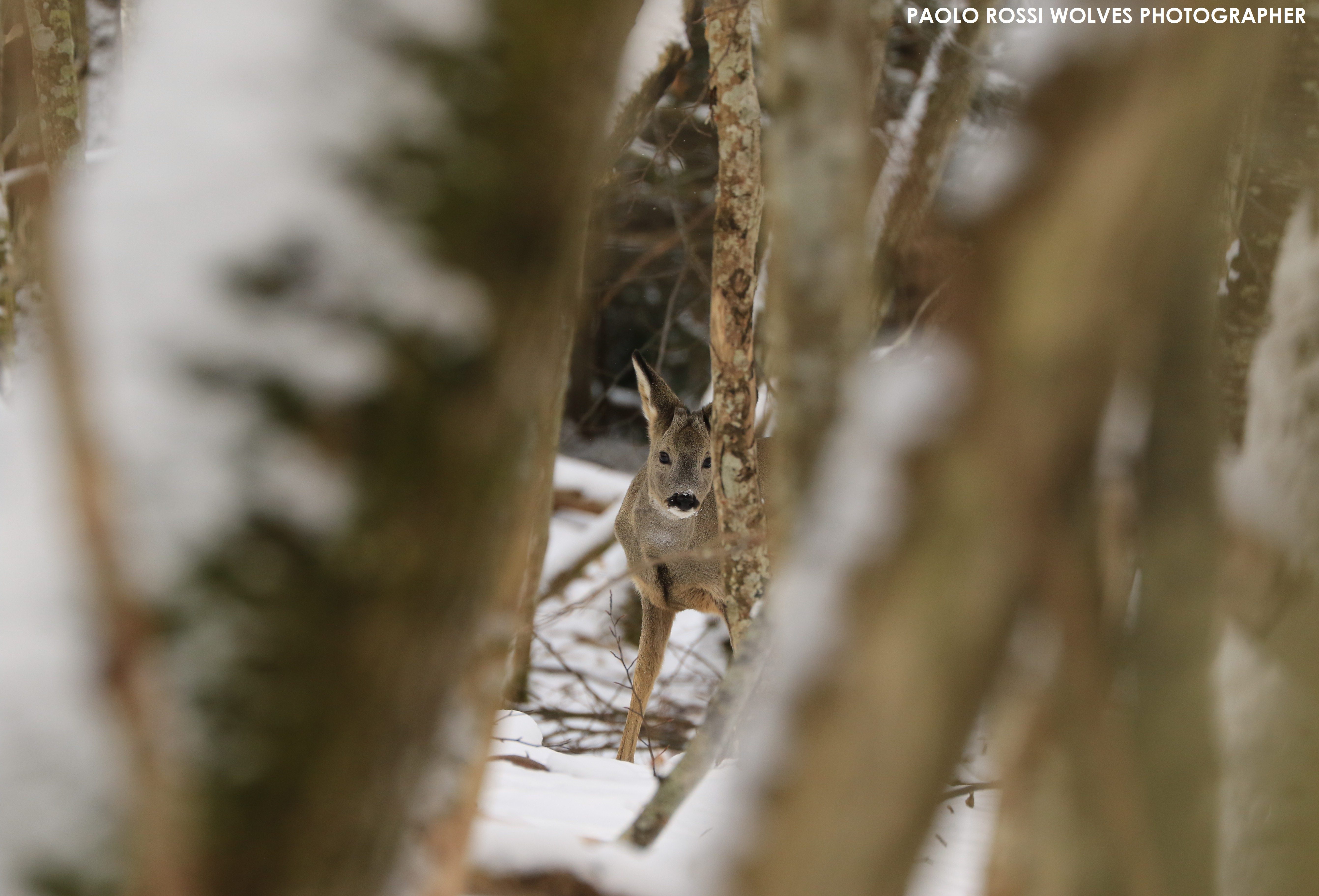 Capriolo nella Val Trebbia sull’Appennino ligure