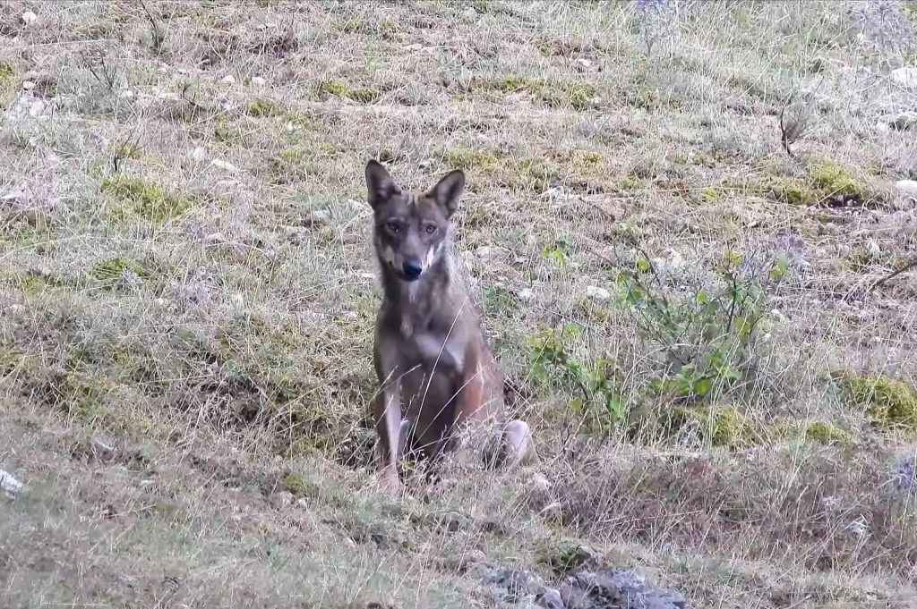 Il giovane lupo osserva impotente Amarena custodire la sua carcassa. Immagine tratta dal video di Raffaele Imondi