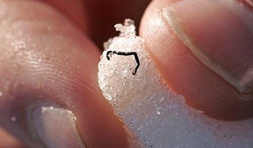 Le piccolissime dimensioni di un verme del ghiaccio