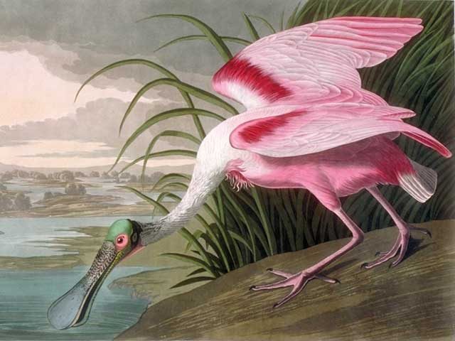 La tavola della spatola rosata (Platalea ajaja) presente in Birds of America di Audubon