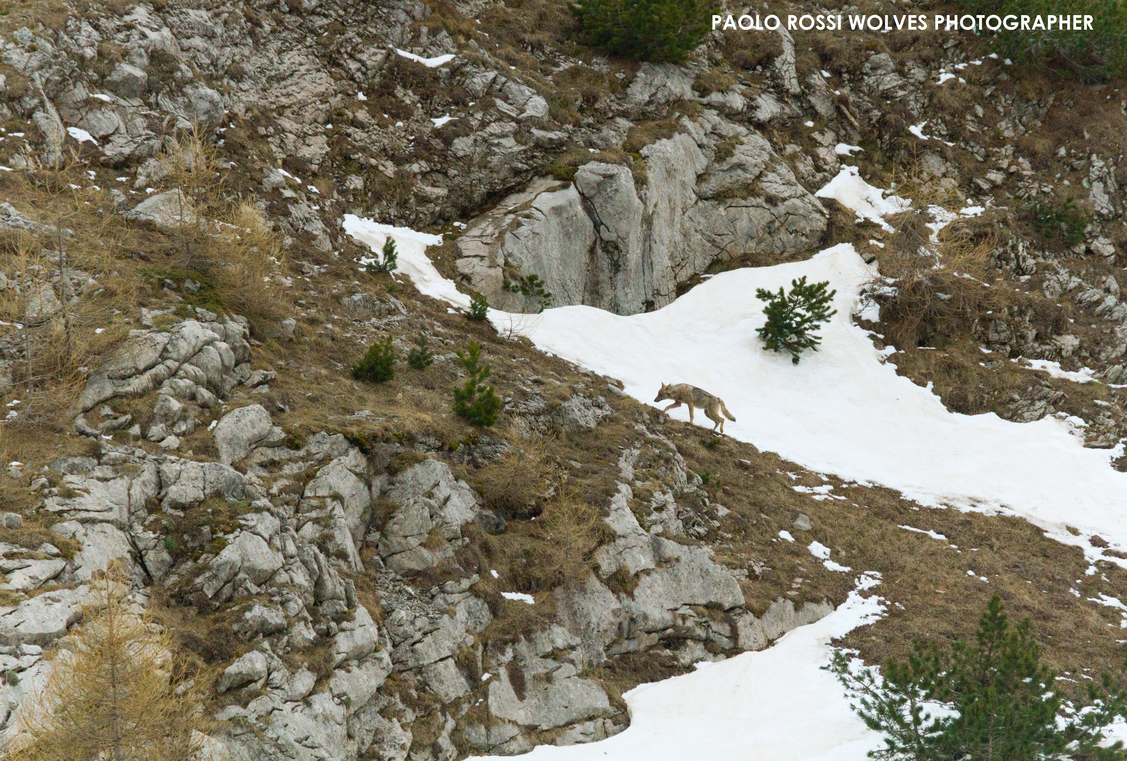 Esemplare di lupo in val Tanaro