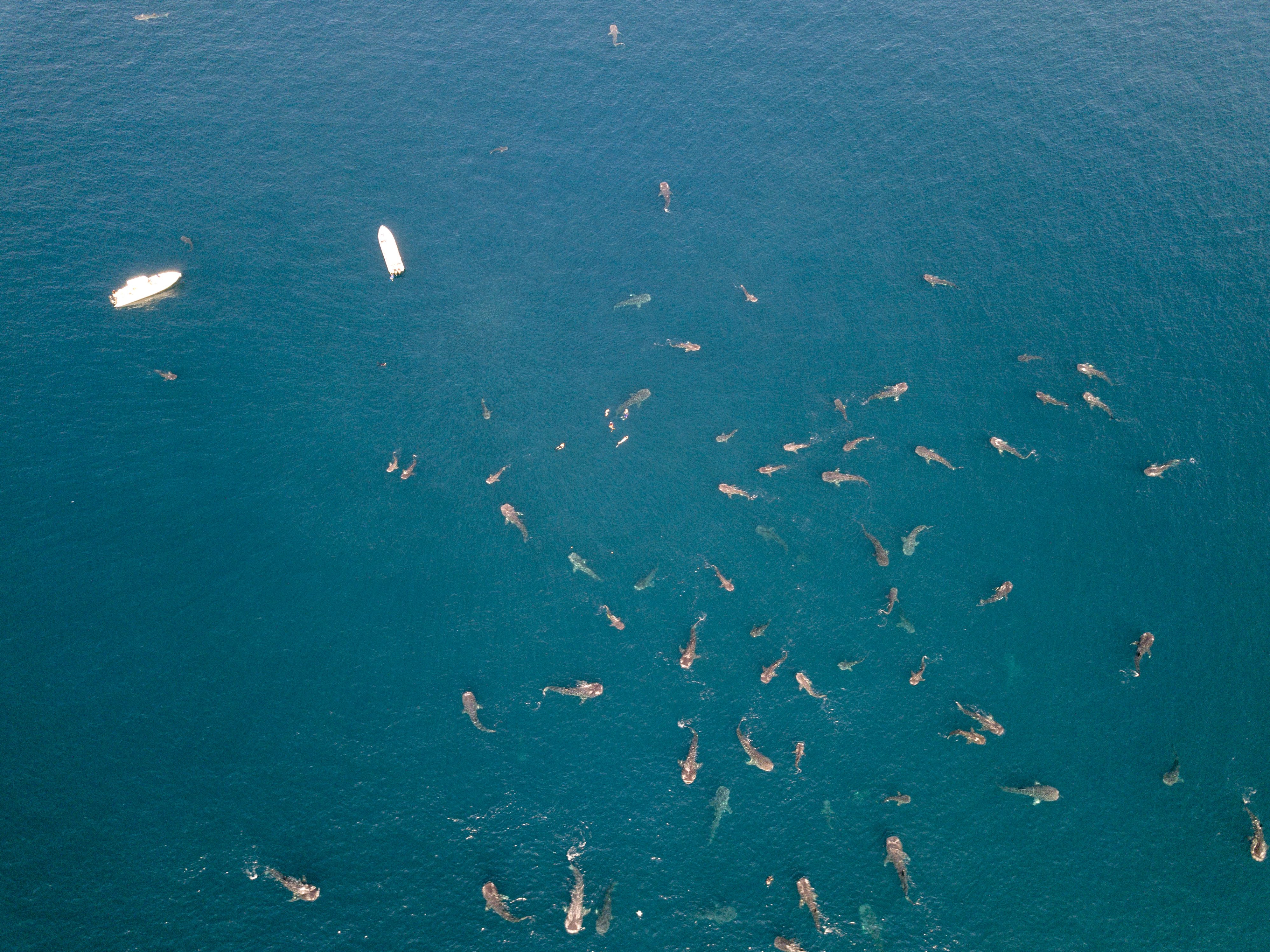 Un’immagine della migrazione dello squalo balena al largo delle coste del Qatar, realizzata con un drone (Credit: Qatar Tourism / Photographer Dr Mushin)