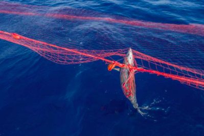 Una "vittima" incastrata fra le maglie di una spadara, una rete lunga chilometri che si inabissa fino a 40 metri e crea un "muro"(credits:@SeaShepherdItalia)