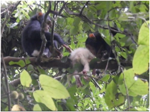 I due giovani scimpanzé che ispezionano e toccano la carcassa ©Leroux, M., Monday, G., Chandia, B., Akankwasa, J. W., Zuberbühler, K., Hobaiter, C., … & Fedurek, P. (2021). First observation of a chimpanzee with albinism in the wild: Social interactions and subsequent infanticide. American journal of primatology, e23305.