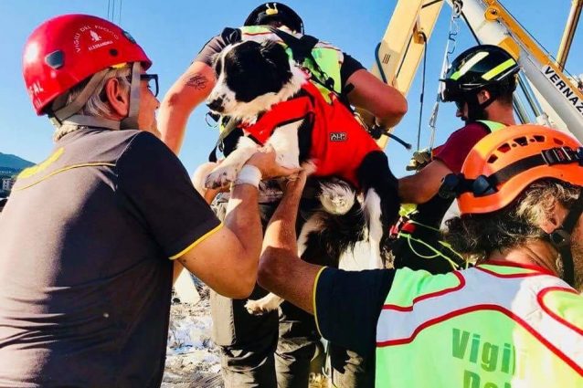 cani soccorritori ponte morandi