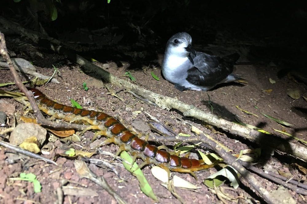 Una scolopendra di Philip Island a caccia passa vicino a un petrello adulto. Foto di Luke Halpin