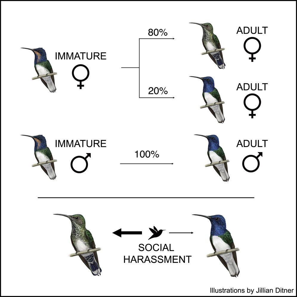 L’80% delle femmine immature cambia colorazione, mentre il 20% rimane con l’ornamentazione maschile. © Current Biology, Falk et al.: "Male–like ornamentation in female hummingbirds results from social harassment rather than sexual selection"