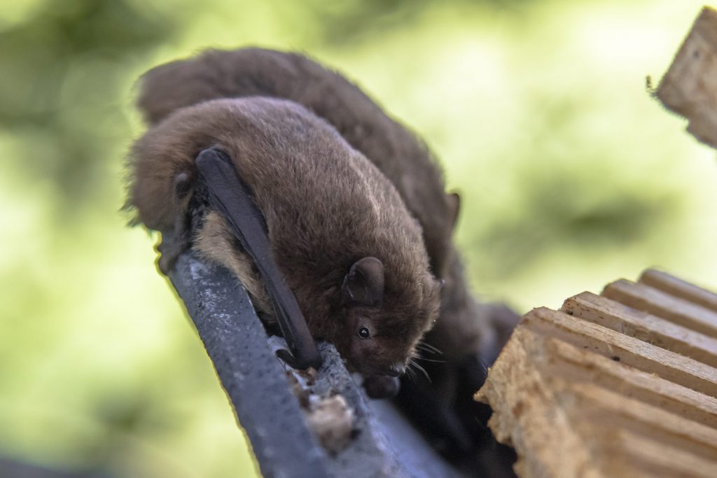 Pipistrelli di Nathusius si riposano all’ingresso di una bat box