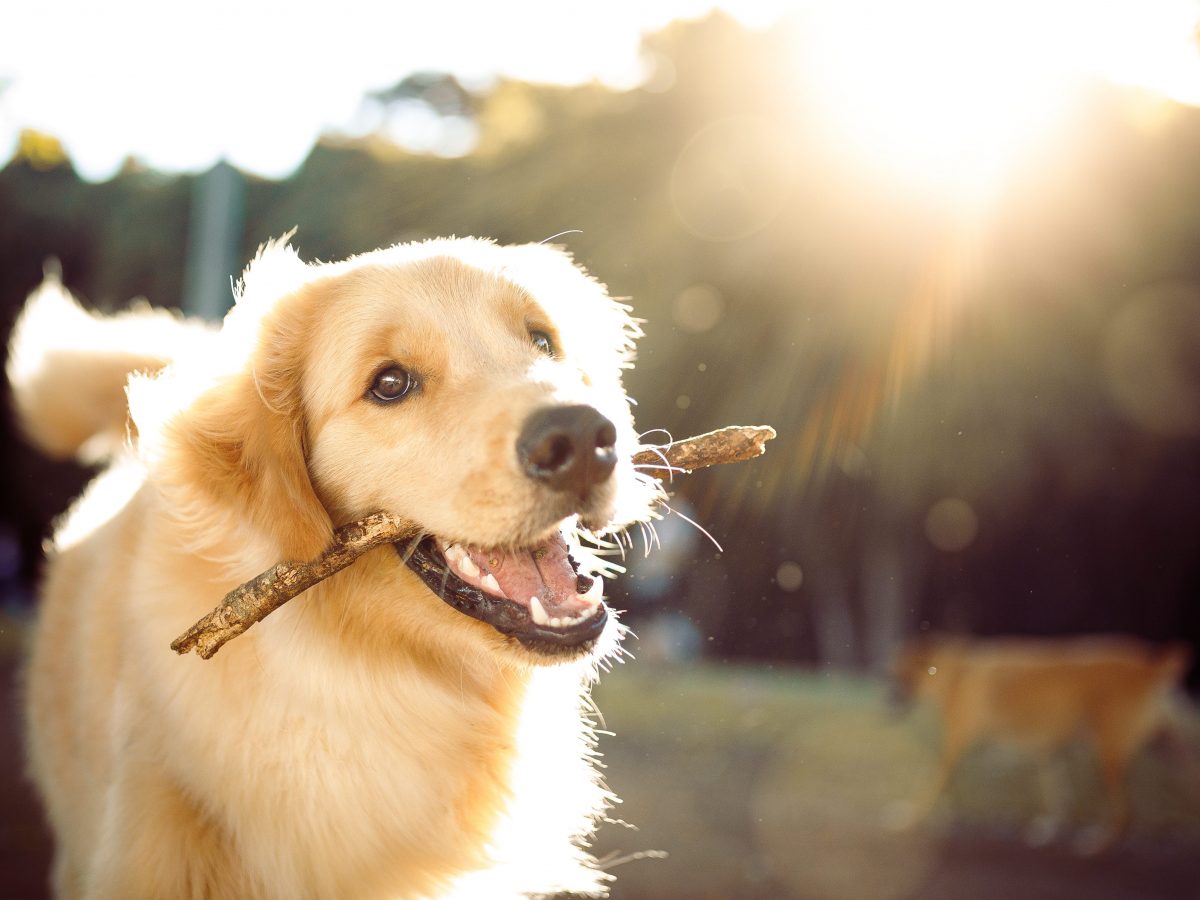 Perché Il Mio Cane Mi Segue In Bagno