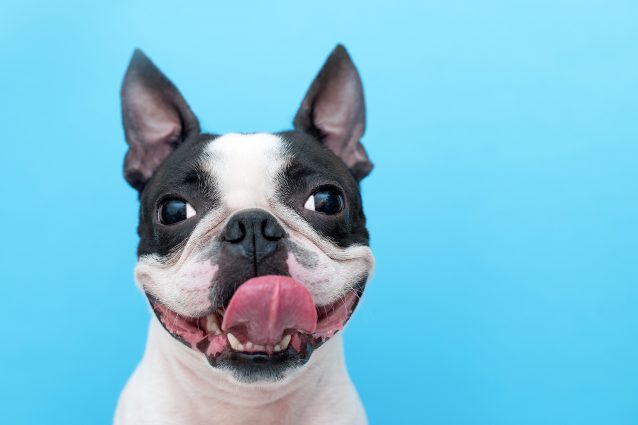Cane Che Tira Fuori La Lingua Continuamente
