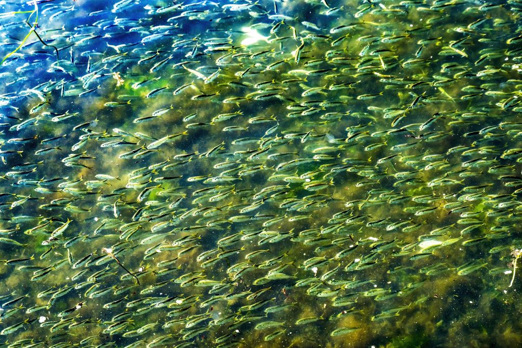 I pesci atlantici comunemente noti come "menhaden" hanno perso in media il 15% di massa corporea dal 1987