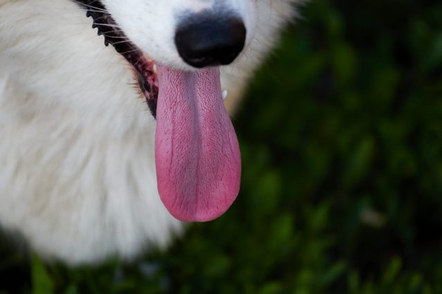 Cane Che Tira Fuori La Lingua Continuamente