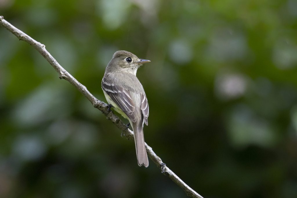 Il pigliamosche di Hammond (Empidonax hammondii), è una specie dedicata a ex medico dell’esercito americano razzista