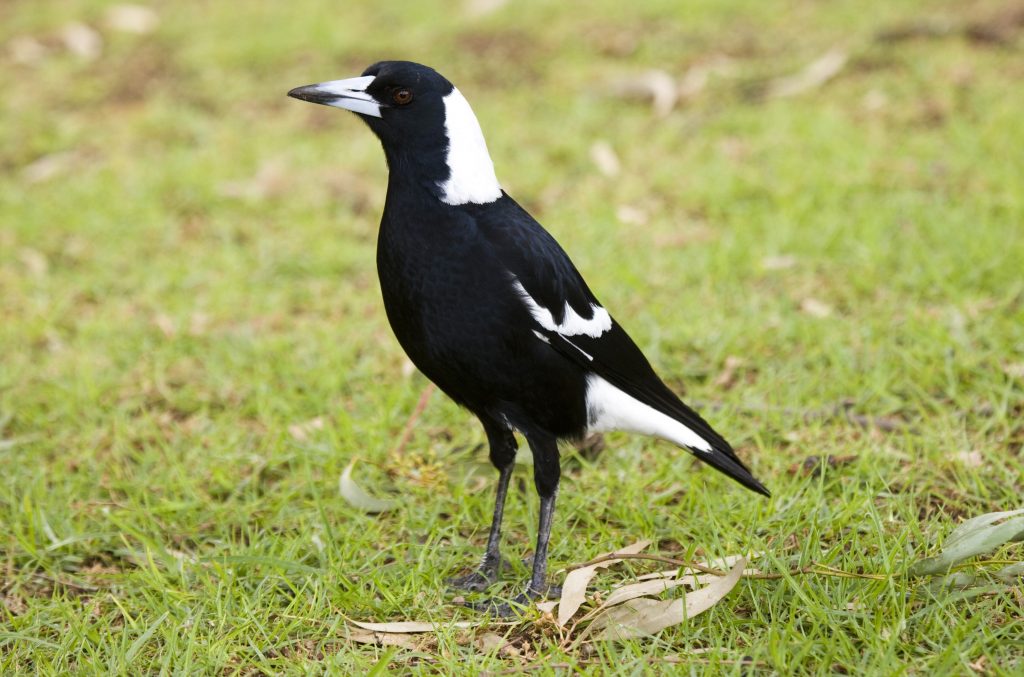 Le gazze australiane sono molto comuni nei parchi urbani
