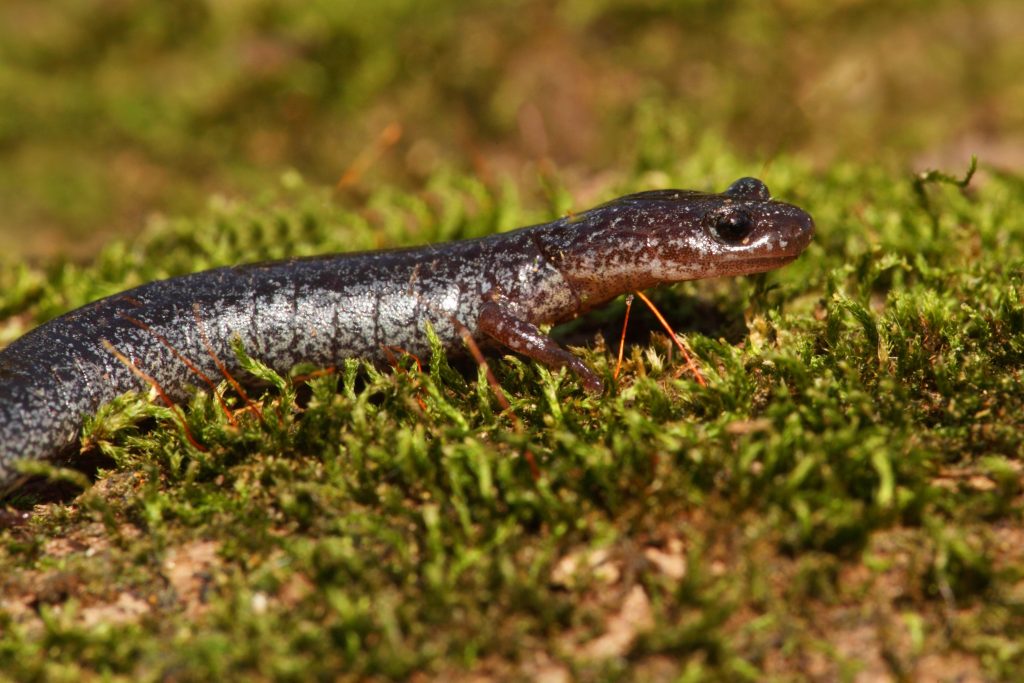 Una delle salamandre che si stanno rimpicciolendo: Plethodon cinereus