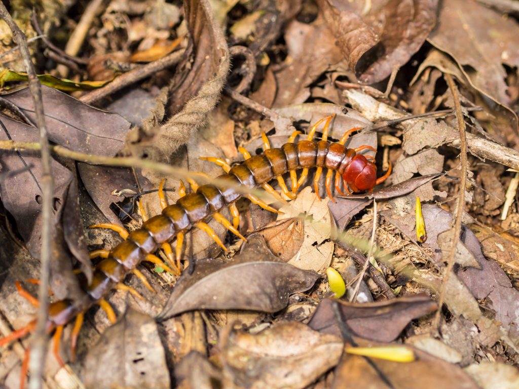 Scutigera In Casa Da Dove Entrano