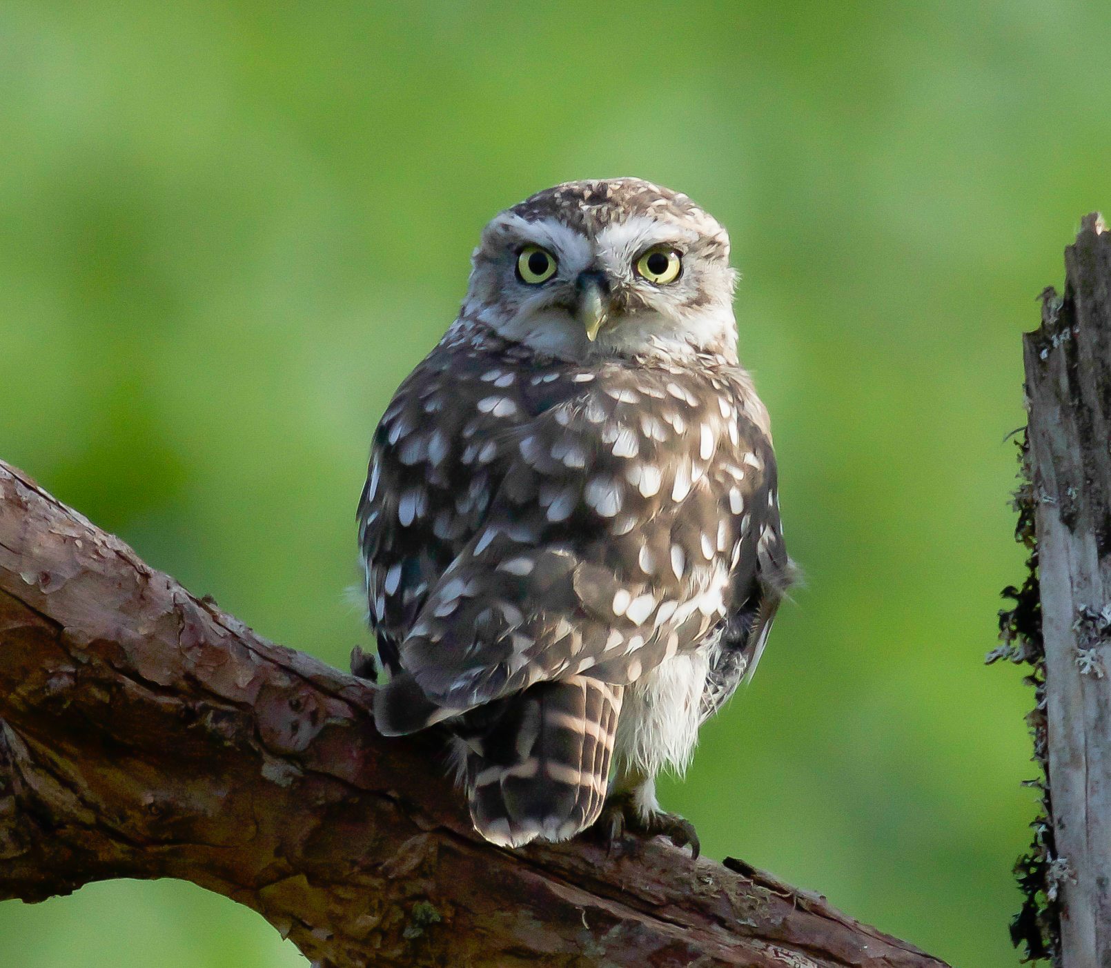 Esemplare di Civetta (Athene noctua)