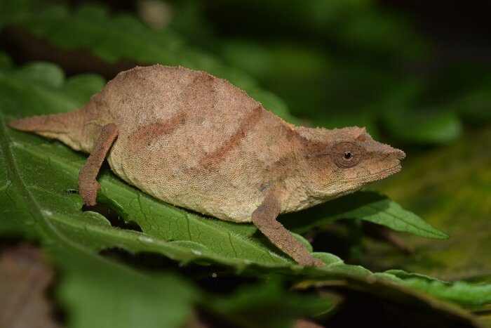 I camaleonti pigmei di Chapman sono solitamente marroni, colore perfetto per mimetizzarsi nella lettiera della foresta. Quando si sentono minacciati possono però cambiare colore e virare su tonalità accesse di verde e blu