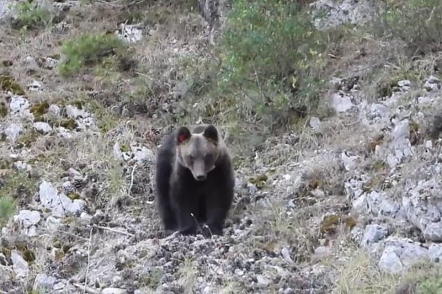 orso marsicano juan carrito