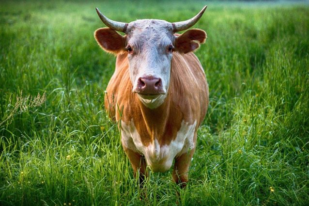 toro