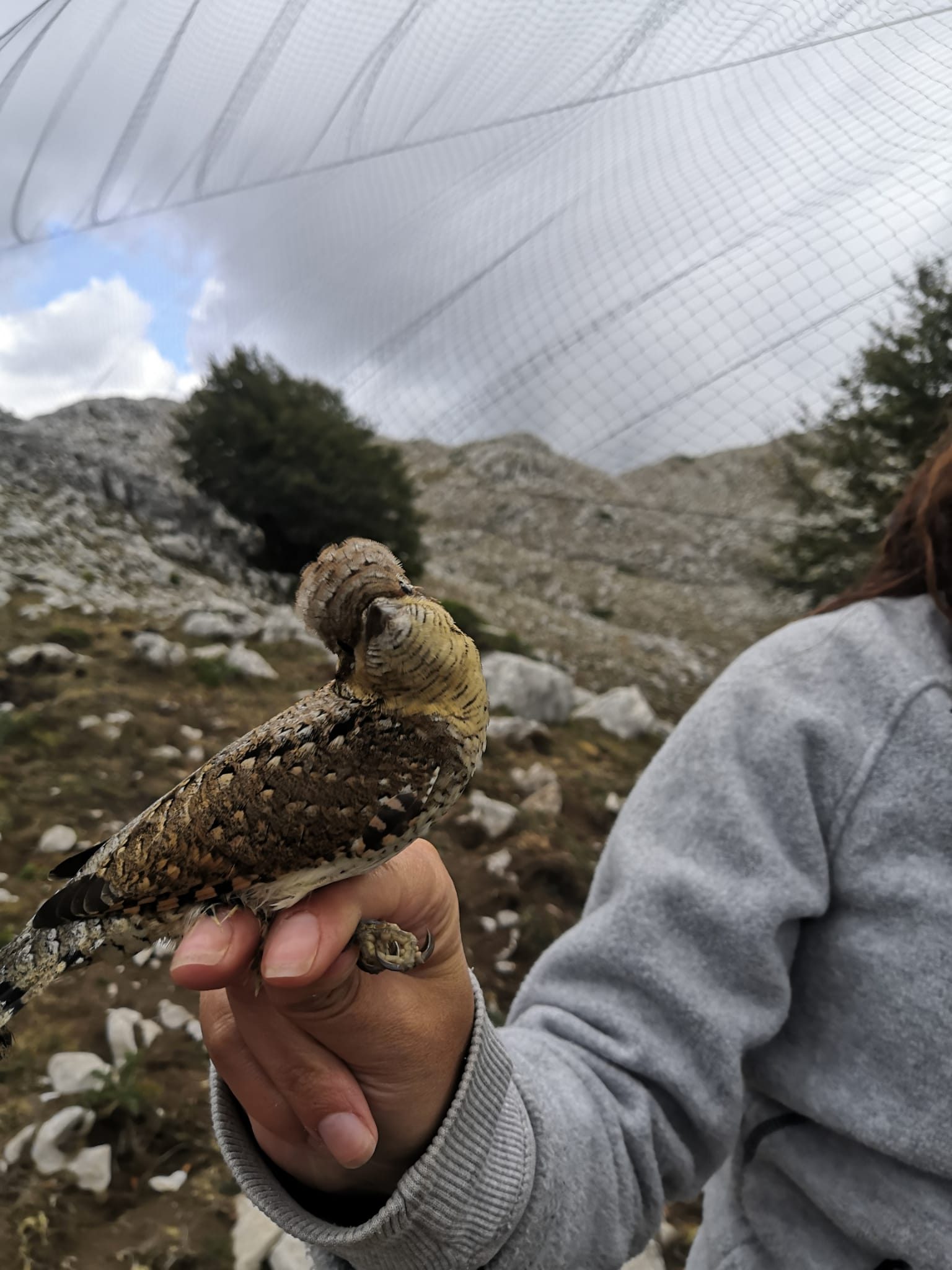 Torcicollo (Jynx torquilla) ©Associazione Ardea