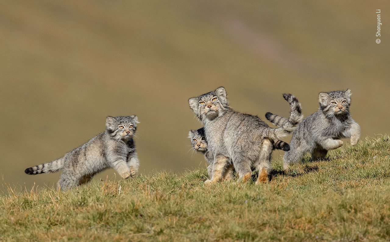 I gatti di Pallas fotografati da © Shanyuan Li, Wildlife Photographer of the Year 2020
